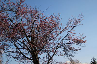 Low angle view of flowering tree against sky