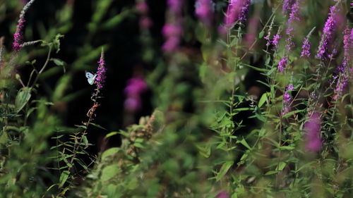 Close-up of purple flowering plants