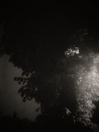 Tree against sky at night