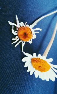 Close-up of yellow flowers