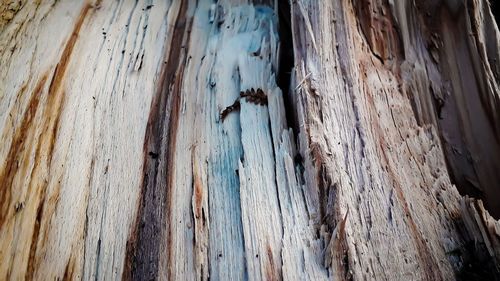 Full frame shot of tree trunk