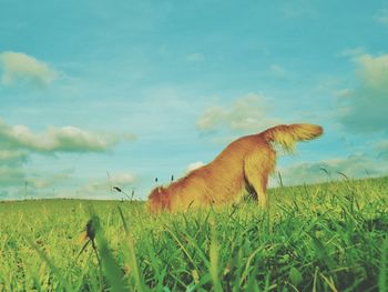 Dog on field against sky