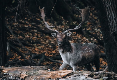 Deer in a forest