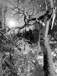 Low angle view of bare tree in winter