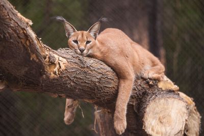 Lynx sitting on branch in zoo