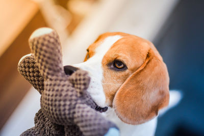 Close-up of dog looking at camera