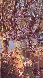 Close-up of cherry blossom tree