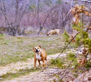 Portrait of dog on field