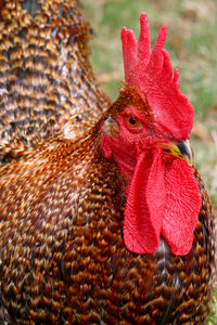 Close-up of rooster