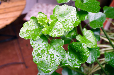 green color