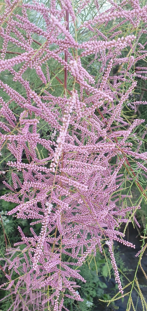 CLOSE-UP OF PINK FLOWERING PLANT DURING WINTER