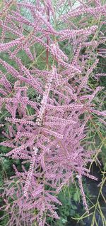 Close-up of pink flowering plant on field