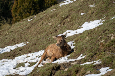 High angle view of animal on snow covered field