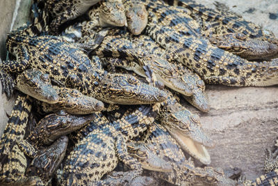 Close-up of crocodile