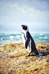 Penguin at beach against sky