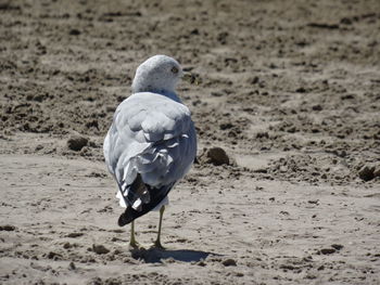 Close-up of bird on sand at beach