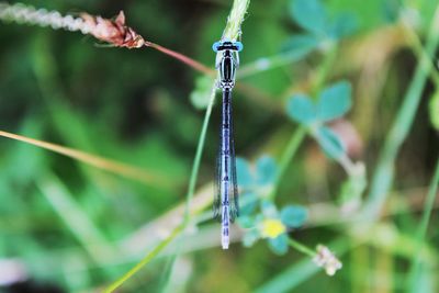 Close-up of damselfly on twig