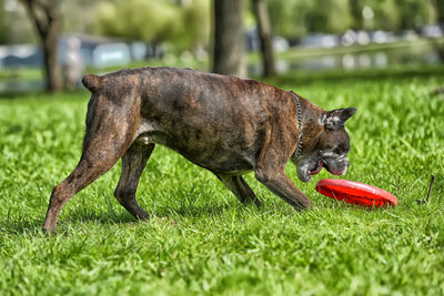 Side view of dog on field