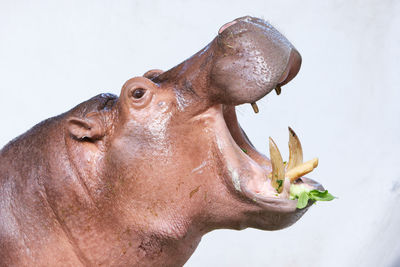 Hippopotamus eating vegetable in a zoo on white background