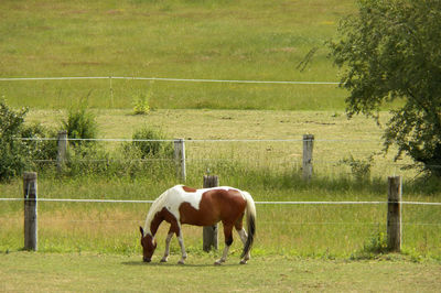 Horse colors with large spots grazing in field with various grass levels and a tree in the landscape