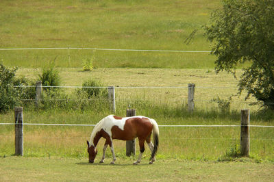 Horse grazing in field