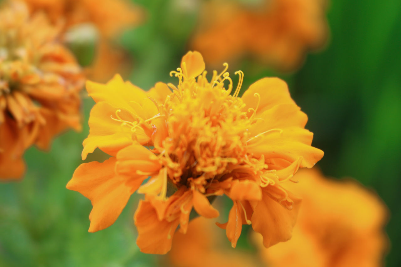 CLOSE-UP OF ORANGE MARIGOLD