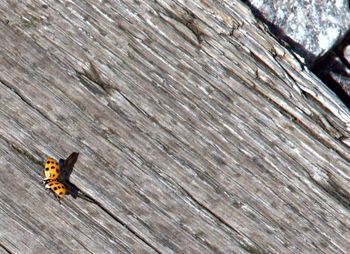 Close-up of wooden plank