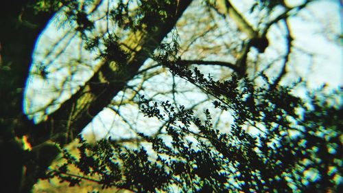 Low angle view of flower tree against sky