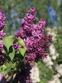 Close-up of pink flowering plant