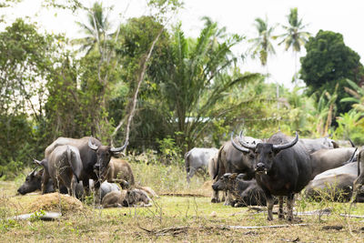 Cows standing in a field