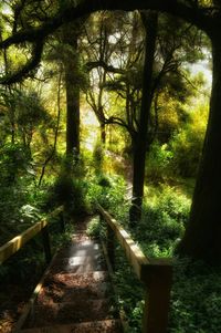 Footpath in forest