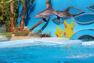 Swimming pool and jumping dolphin 