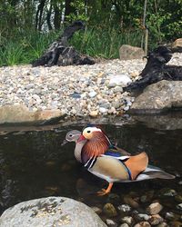 Duck swimming in lake