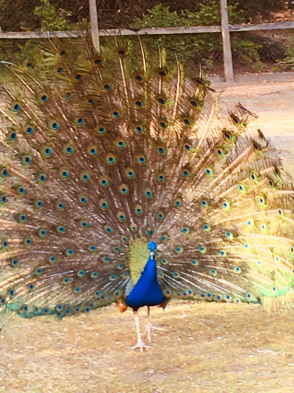 HIGH ANGLE VIEW OF PEACOCK WITH FEATHERS ON FIELD