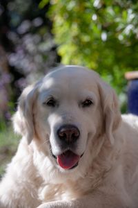 Close-up portrait of a dog