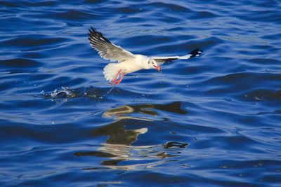 High angle view of seagull flying over lake