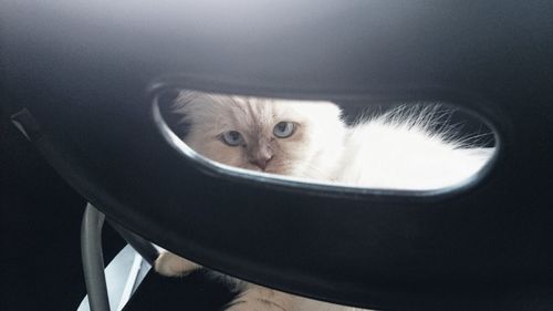 Close-up portrait of a cat