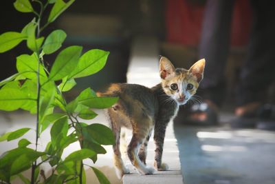 Kitten stray cat