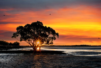 Silhouette tree by sea against orange sky