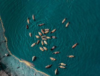 High angle view of ducks swimming in sea