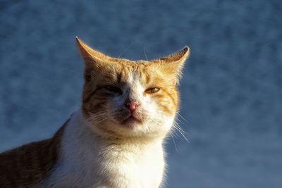 Close-up portrait of cat