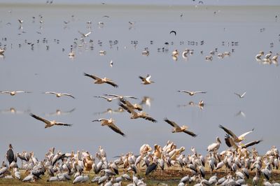 Flock of birds flying