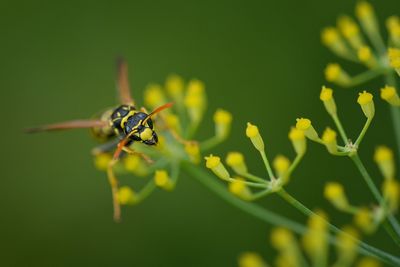 Close-up of insect on plant