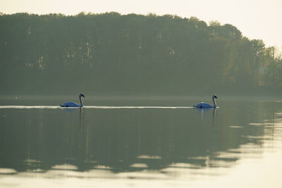 View of ducks swimming in lake