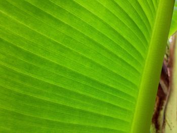 Full frame shot of leaf