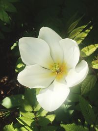 Close-up of frangipani blooming outdoors