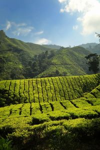 Boh tea plantation