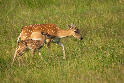 Deer in a field