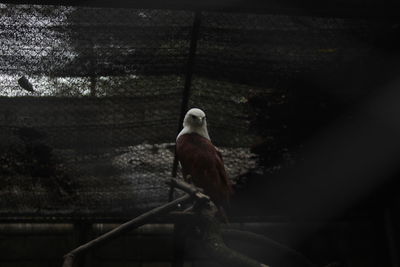 Close-up of bird perching on railing