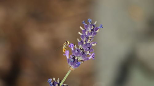 Close-up of insect on purple flowering plant